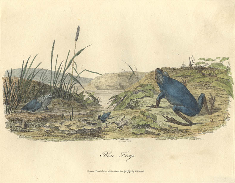 Original print of the green tree frog, published in John White's Journal of a Voyage to New South Wales. Artist: S. Stone