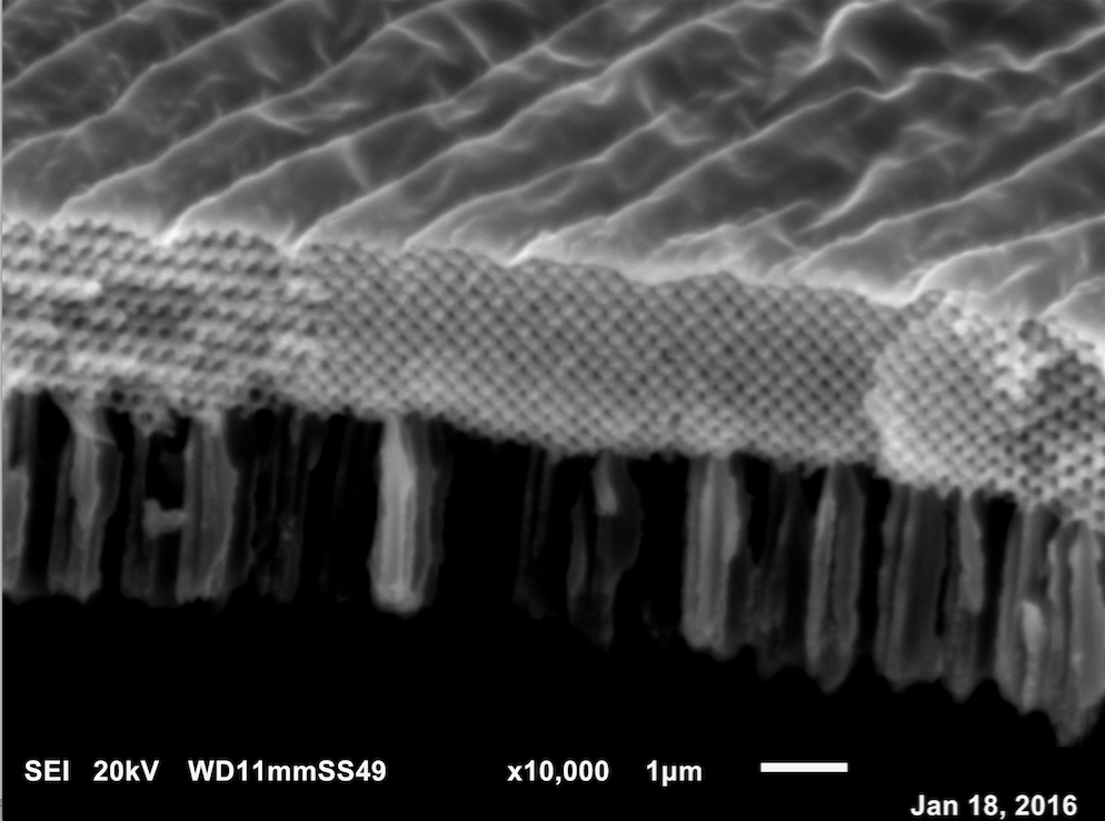 Nanostructures visible in the wing scales of the Cattleheart butterfly Parides sesostris
